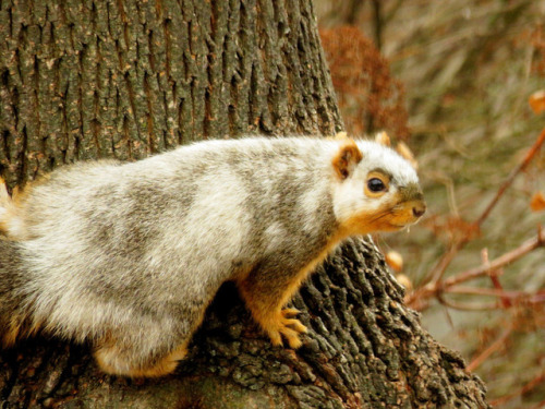 end0skeletal: A piebald or pied animal is one that has a pattern of pigmented spots on an unpigmen