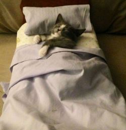 awwww-cute:  A kitten in a kitten-sized bed