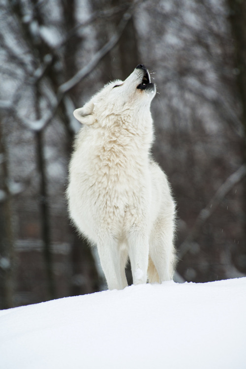 burning-soul:  by VLADIMIR NAUMOFF on flickr 