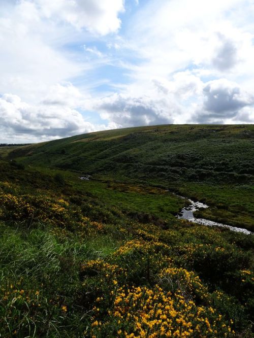 Dartmoor, Devon, UKJuly 2018