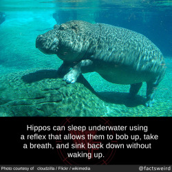 mindblowingfactz:  Hippos can sleep underwater