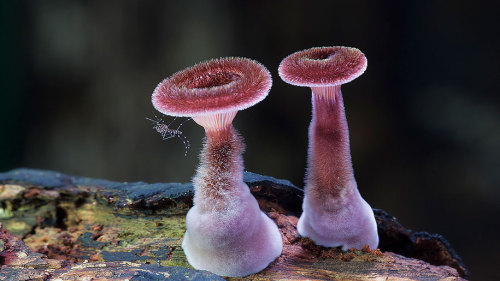 coolthingoftheday:  You guys seem to love my posts about mushrooms and fungus, so here are some more. Alas, I couldn’t find the common name for them, so I had to post the scientific names for some of them.  1. Marasmius haematocephalus 2. Panus