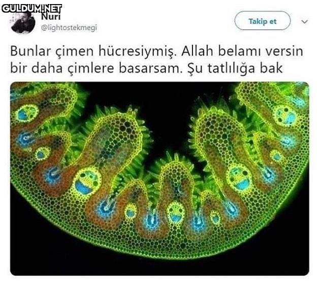 tipe gel.

Bunlar çimen...