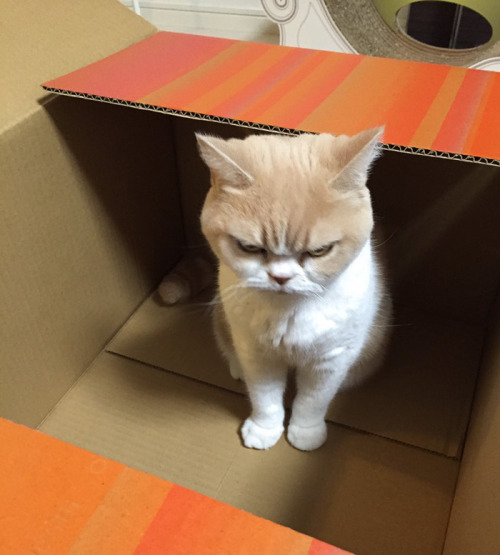 catsbeaversandducks: Meet Japanese Grumpy adult photos