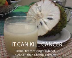 dapierco:  hazeleyed1:  rawlivingfoods:  The Soursop fruit from the Graviola tree is a miraculous natural cancer killer - 10,000 times stronger than Chemotherapy. A study published in the Journal of Natural Products, following a recent study conducted