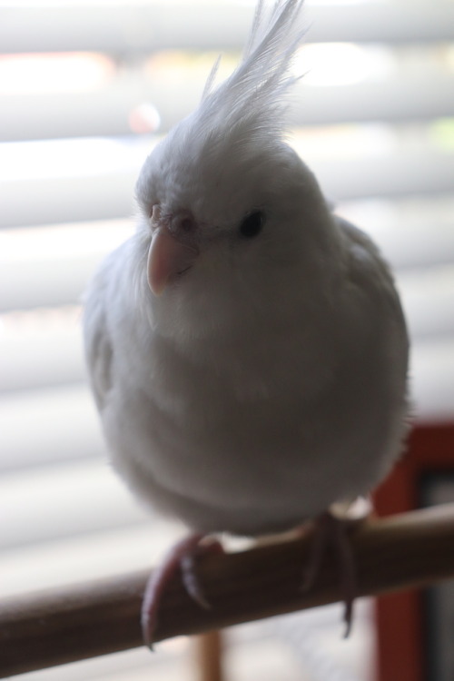 sweetiesugarbird: sweetiesugarbird: I have started a fundraiser for the World Parrot Trust  &ld