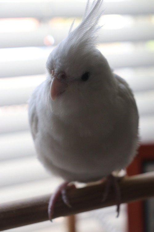sweetiesugarbird:  sweetiesugarbird:  I have started a fundraiser for the World Parrot Trust   