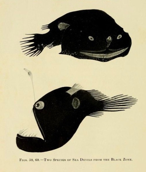 nemfrog:Figs. 59, 60. “Two species of Sea Devils from the black zone.” The Arcturus adventure. 1926.