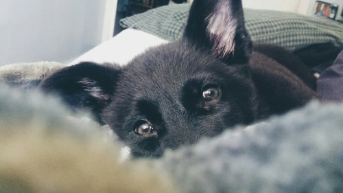 This is my 8 week old Black German Shepherd. He doesn&rsquo;t have a name yet&hellip;but we 