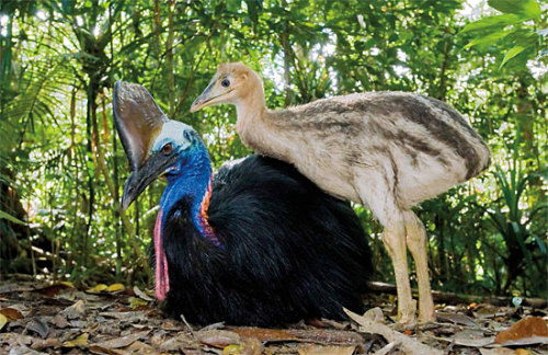 end0skeletal: Female cassowaries lay three to eight large, bright green or pale green-blue eggs in e