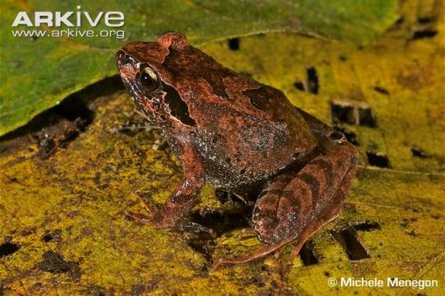 NIKE’S SQUEAKER(Arthroleptis nikeae)The Nike’s squeaker (seriously resisting the urge to make a shoe