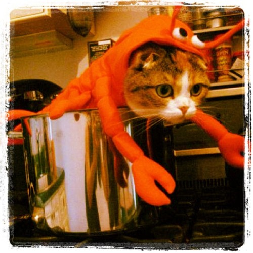 Baby lobster costume