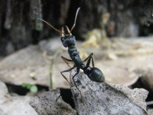 libutron:  The feared and fascinating Jack Jumper Ant - the metazoan with the lowest possible n