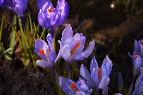 nerteragranadensis:[image description: purple crocus flowers. end description.]