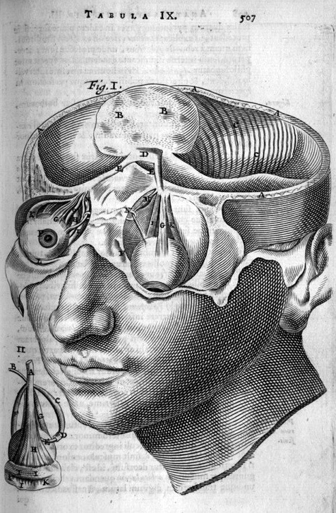 biomedicalephemera:
“ Cerebellum and ocular system in the human
In vertebrates, the eyeballs are direct extensions of the brain; that is, they evolved after the brain, and are literally unimpeded access to the cerebellum and cerebrum. Because of...