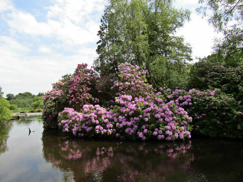 Callendar Park Pond
