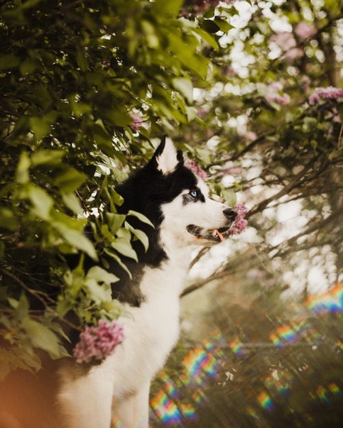 huskiesadventures: Spring Vibes Instagram | Tumblr