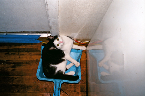 Pepa in the dustpan