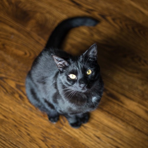 I have no idea why black cats aren’t more desirable. This guy is my buddy. via https://ift.tt/