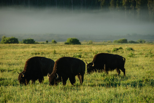 mistymorningme:Buffalo in the mist, Yellowstone porn pictures