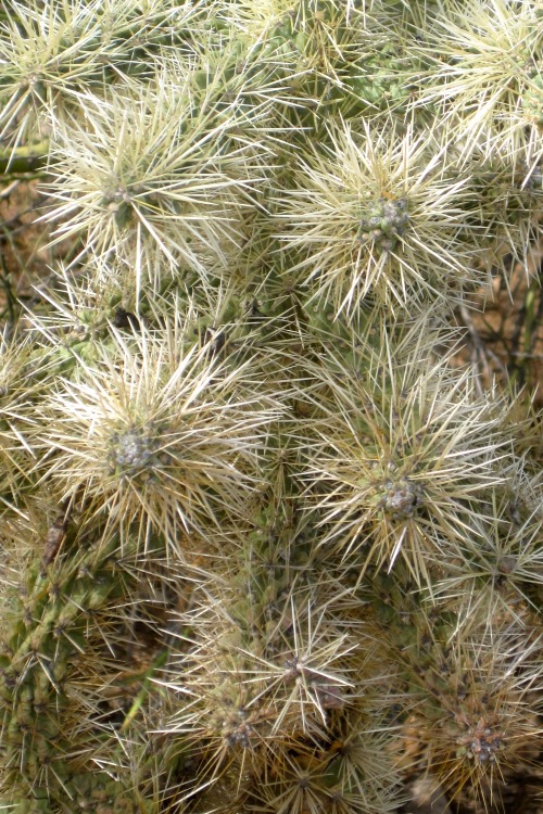 Cholla (Cylindropuntia fulgida), Arizona Sonora Desert Museum, Tucson, 2014.