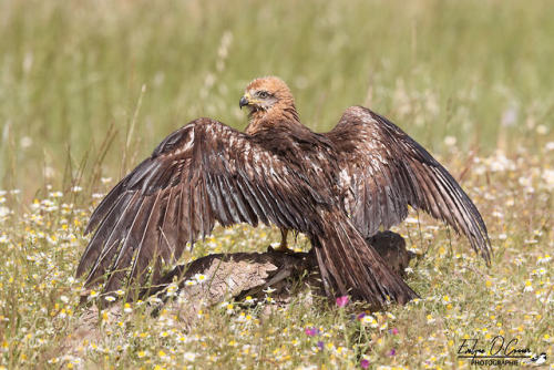 The raptor&rsquo;s rest by EvelyneOConnor500px