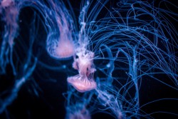 maybeyoushouldsleepmore:  JellyFish at Georgia