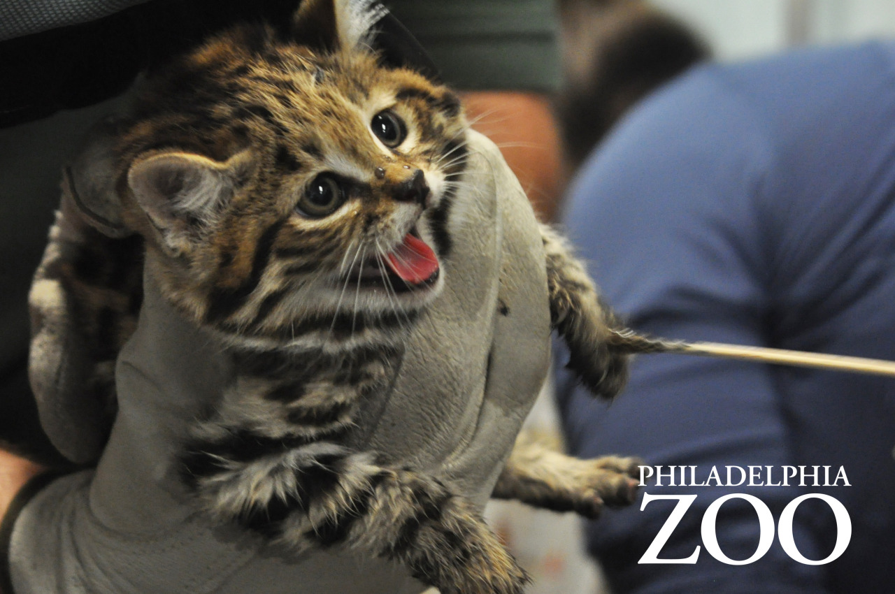 phillyzoo:  The kittens received a checkup earlier this week, which included vaccinations,