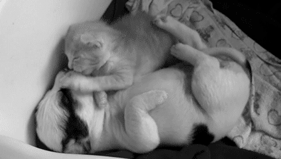 puppypu:  More  Dog Gifs here