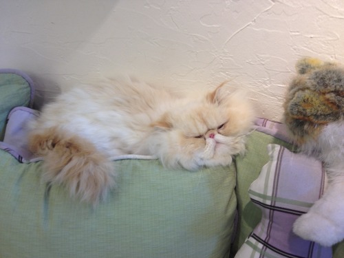 lucifurfluffypants:I’m sinking.www.facebook.com/LucifurFluffypants