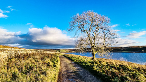 Grimwith Reservoir - Lone Tree by Yorkshire Lad - Paul T The blue of the water I think comes from th