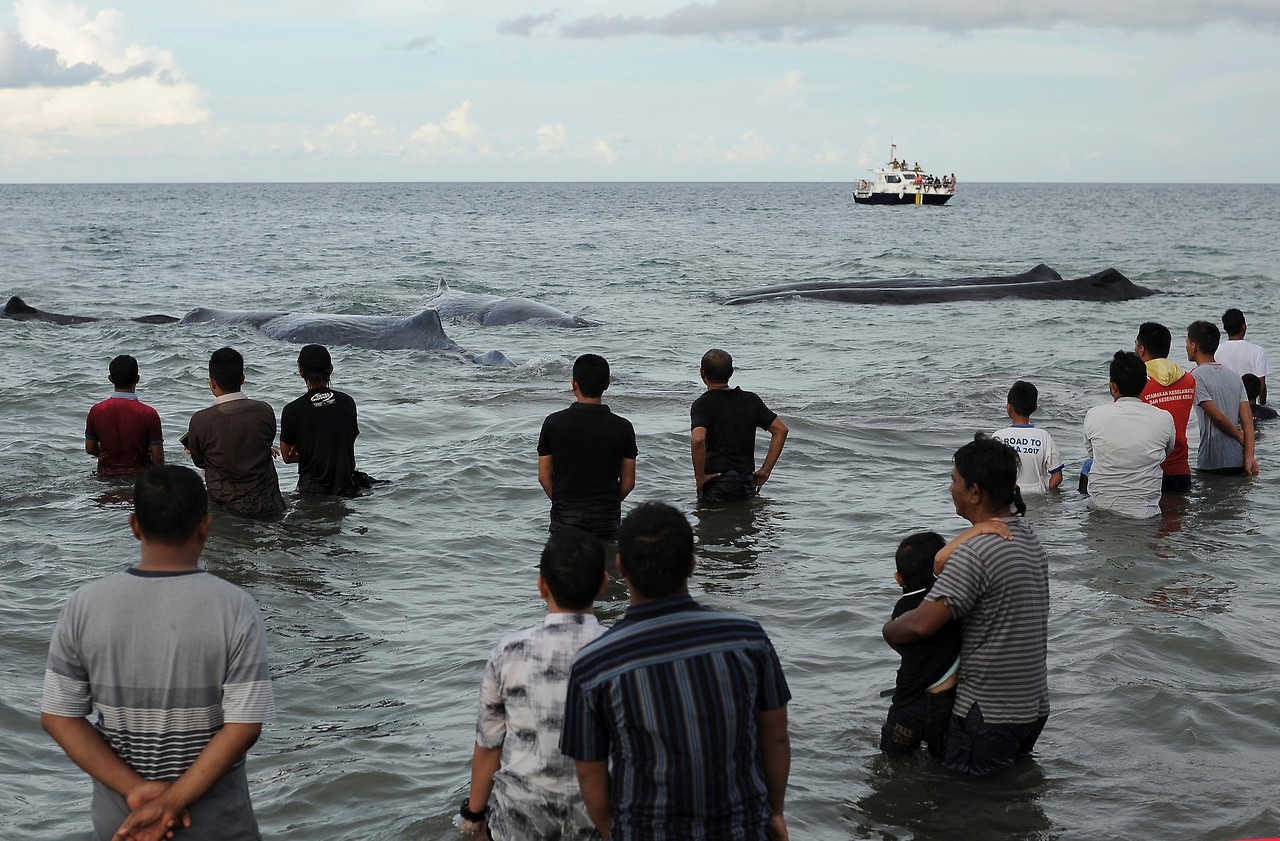 BALLENAS VARADAS. Oficiales de la Agencia de Conservación de la Naturaleza y activistas ambientales ayudan a reflotar diez cachalotes varados en Aceh Besar el 13 de noviembre de 2017. Cientos de personas que conocen la información transmitida por una...