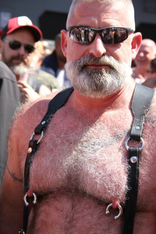 daddyandcubby:  Daddy’s nips. Dore Alley Fair. Just sized up from a 2 gauge to 0 on Saturday. (photo