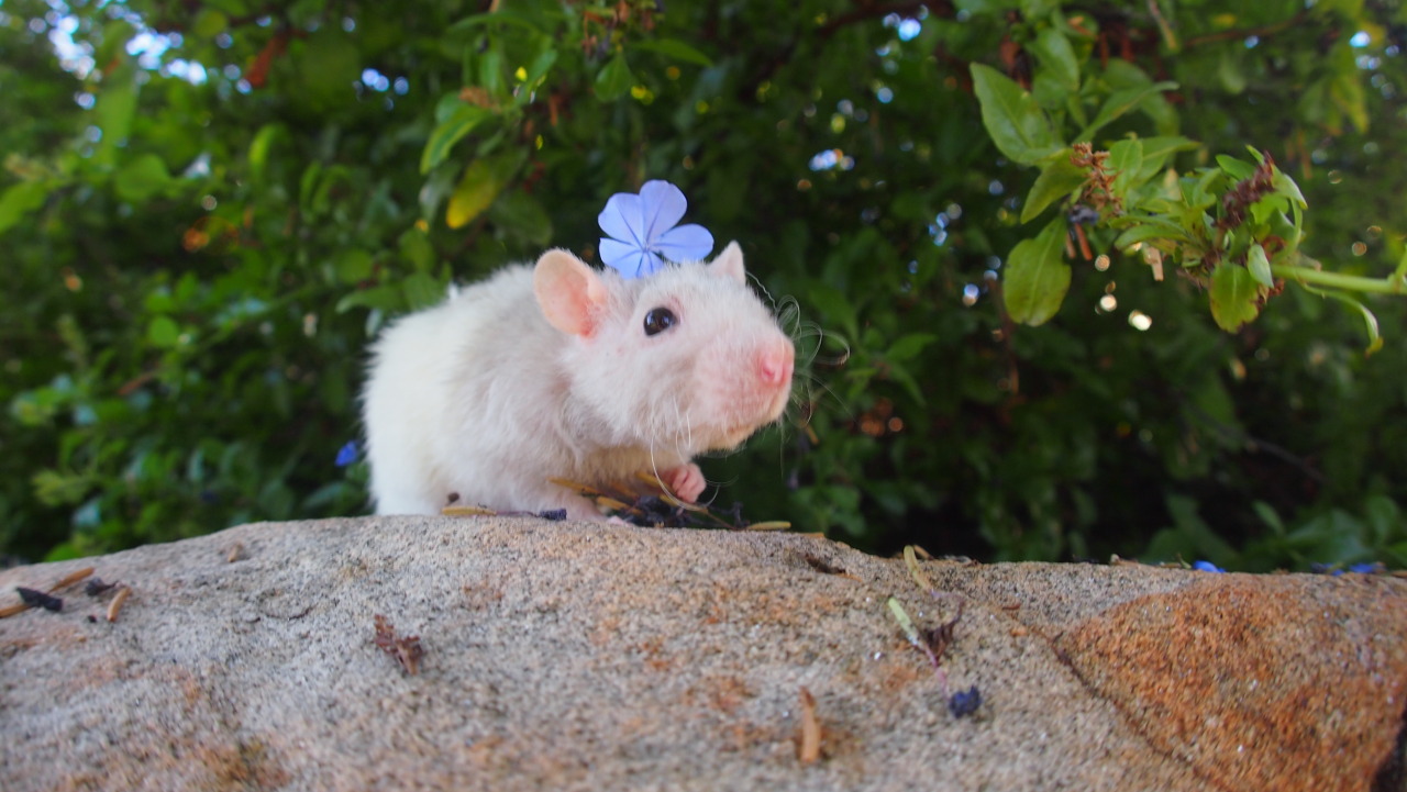 aaamie:  Everyone meet Delilah.  