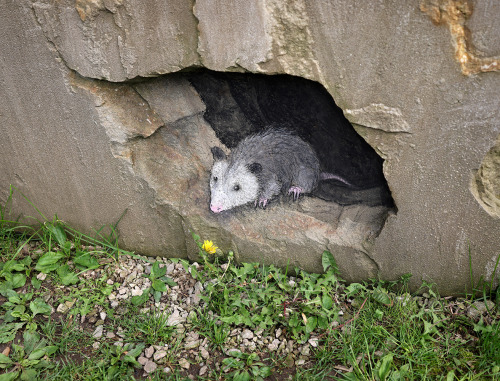 sluggoonthestreet: Martha refuses to believe that summer has returned until the first dandelion goes