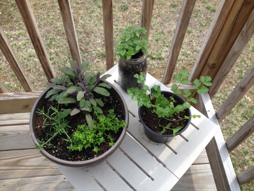 A few rain-and-sun days have my miniature garden thriving on the miniature porch! 