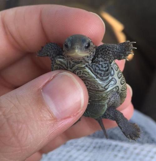 awwww-cute:This little guy is just a few hours old! (Source: http://ift.tt/2vPfRd5)