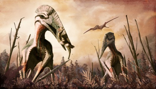 New evidence is emerging that the pterosaur Hatzegopteryx, close relative of the famous Quetzalcoatl