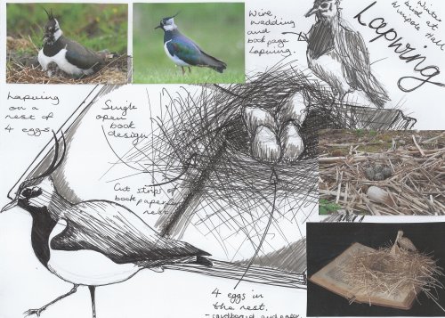 World of Birds Lapwing Nest
