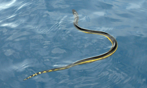 currentsinbiology:Venomous Sea Snakes Showing Up in Distress at BeachesA species of highly venomous 