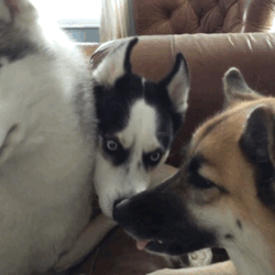 huskyhuddle:  Happy Valentine’s Day from noodle!!! KISSES ALL AROUND 💜😘😍 