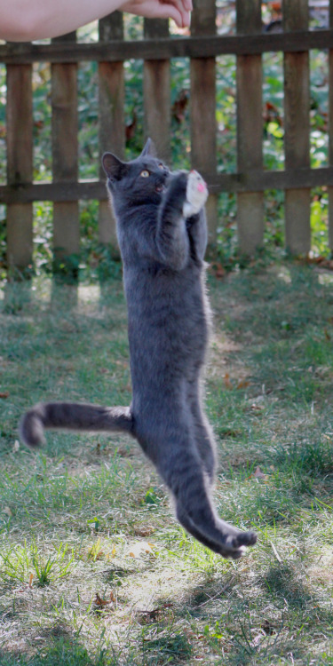 mischiefandmay:My neighbor’s kitten, with his favorite toy.