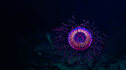 starwarsolo:beautiful deep sea jellyfish for all my pan people out there