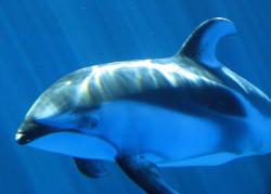 fuckyacetaceans:  Pacific White-Sided Dolphin by Brian Chase Photography on Flickr.