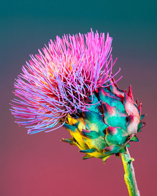 Bright, Saturated Color Cloaks Houseplants and Flowers in Kaleidoscopic Photographs