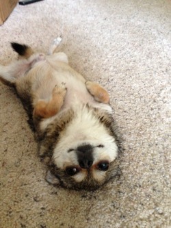 dogsdogsdogs1:After he gets a bath he rubs