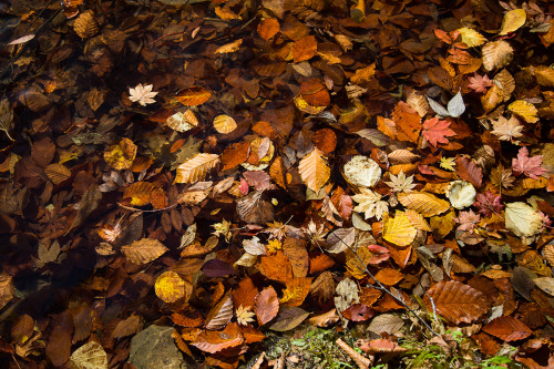 Fall Leaves沈んでいる葉と浮いている葉がどちらもある場合、in pond なのか on pond なのか、どっちなんだろう？location：鎌池（長野県小谷村）