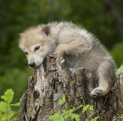 beautiful-wildlife:Wolf Pup by © Jim Zuckerman