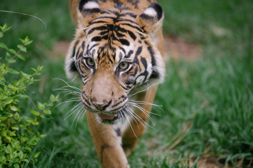 sdzsafaripark:  Tiger Trail Experience by Lisa Diaz 