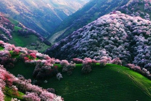 floralls: China’s Xinjiang province Yili state Xinyuan county Tuergen township - apricot blossom dit